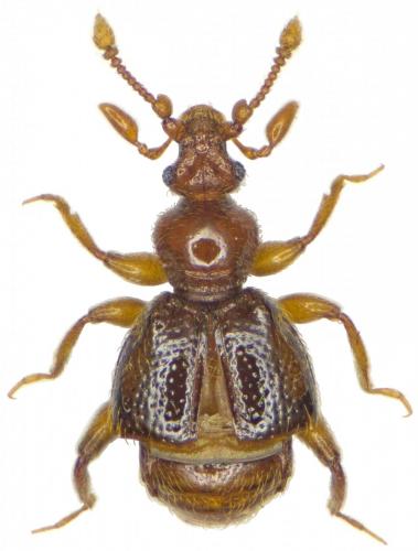 Réf. 282 119 : Bryaxis asturiensis